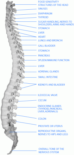 TheSpineAndOrgans